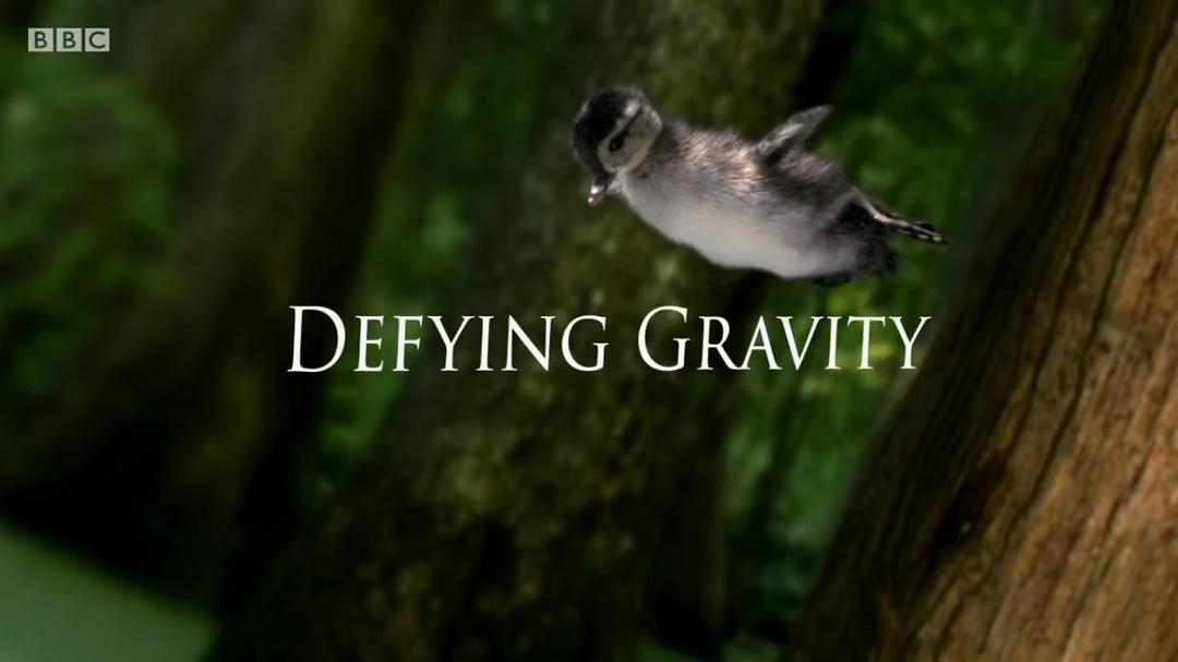 空中生灵 Life in the Air