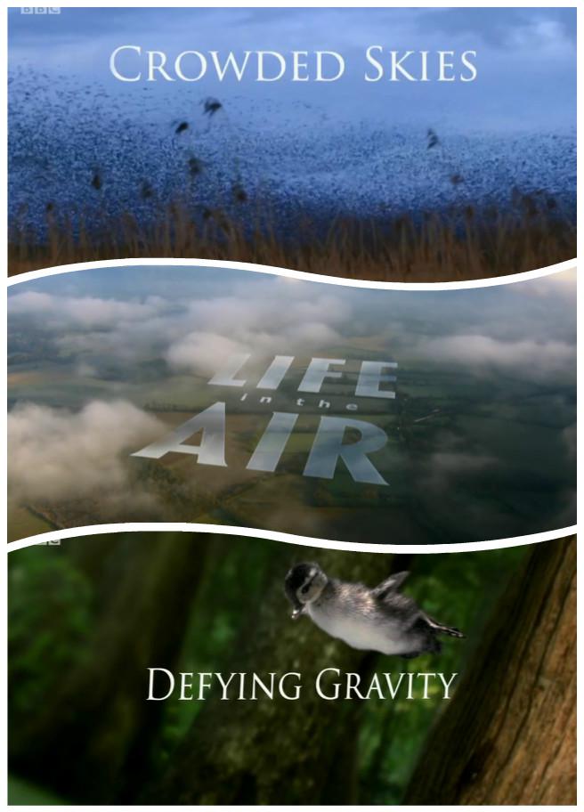 空中生灵 Life in the Air