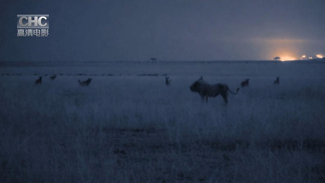 夜行追踪 Night Stalkers