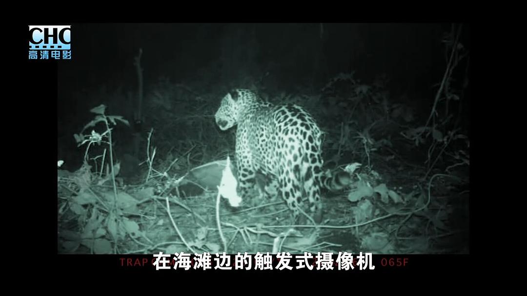 夜行追踪 Night Stalkers