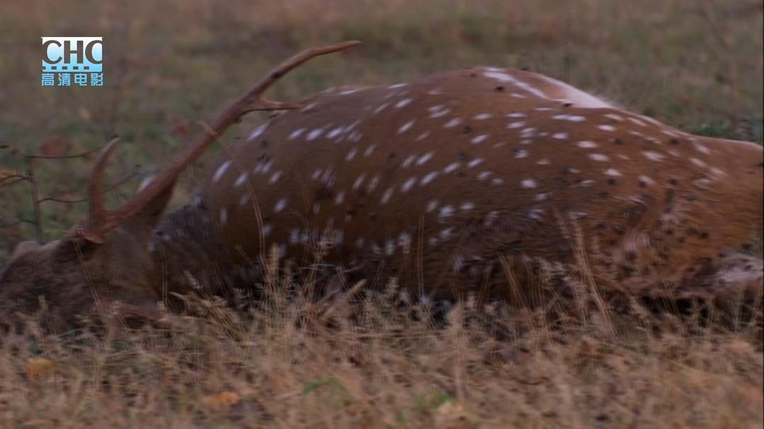 夜行追踪 Night Stalkers