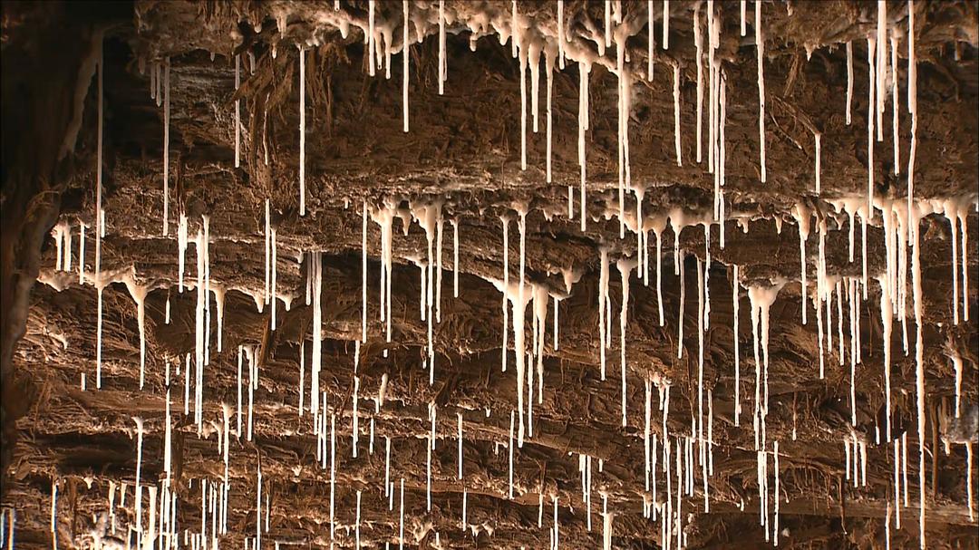 最后的盐道 The Last Salt Caravan