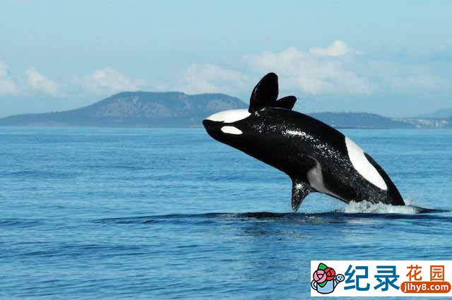 央视海洋动物纪录片《北极虎鲸 Killer Whales Fins Of Change》全1集 TS/蓝光高清纪录片资源百度云盘下载