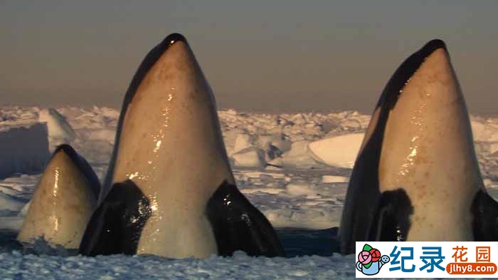 BBC自然生态纪录片《帝企鹅宝宝的生命轮回之旅 Snow Chick – A Penguin’s Tale》全1集 720P/1080i高清纪录片资源百度云盘下载