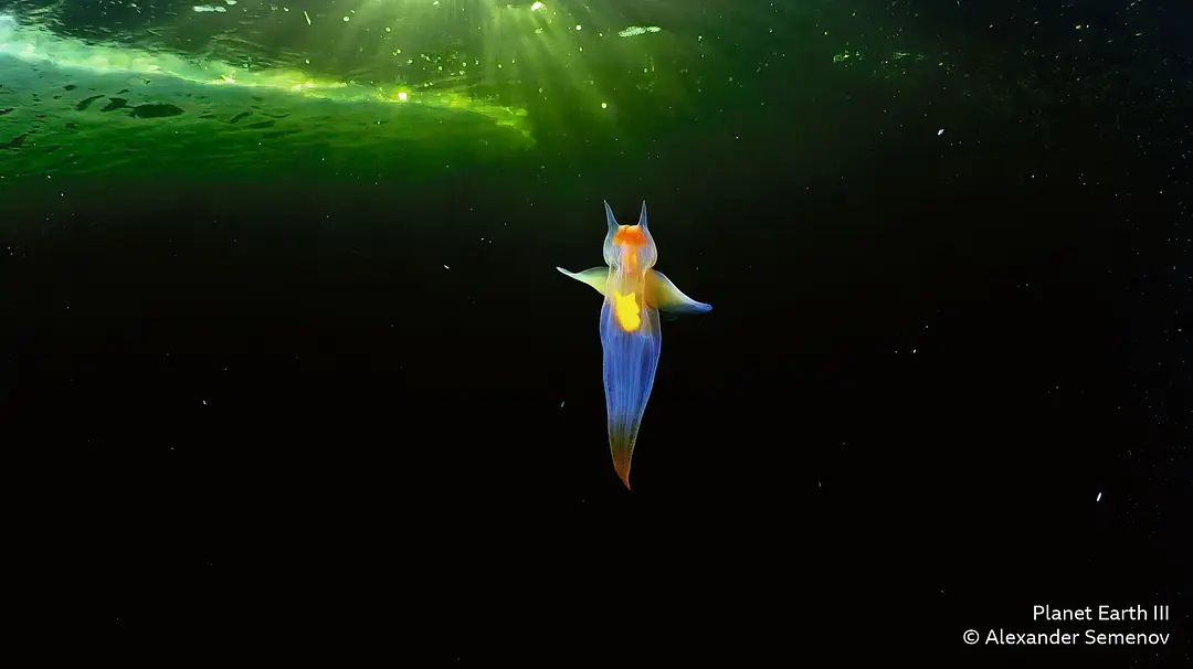 地球脉动 第三季 Planet Earth Season 3