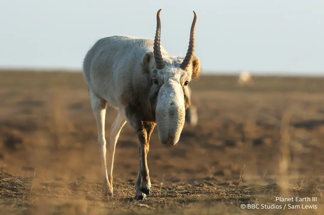 地球脉动 第三季 Planet Earth Season 3