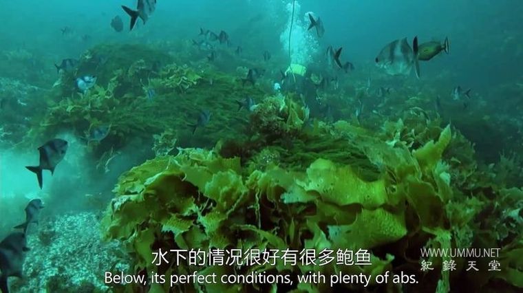 深海捕鲍/鲍鱼大战 第1-5季全16集  Abalone Wars