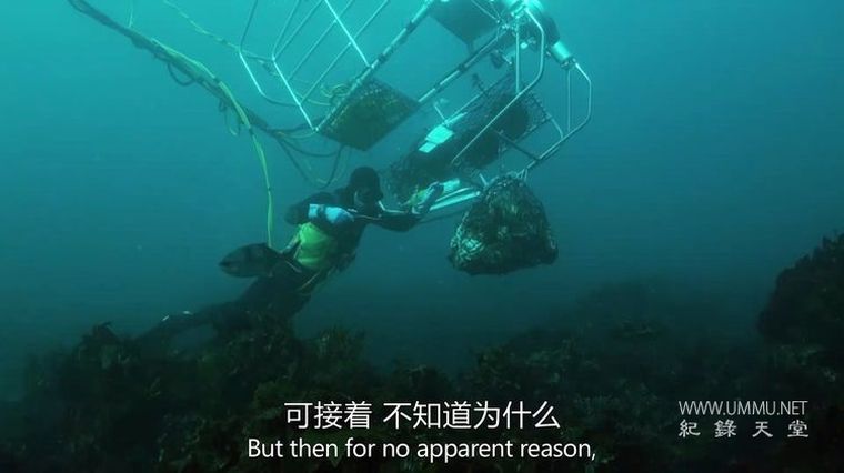 深海捕鲍/鲍鱼大战 第1-5季全16集  Abalone Wars