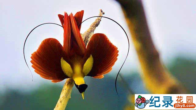 BBC生命探索纪录片《极乐鸟 Birds of Paradise》全1集 720P/1080i高清纪录片百度云下载