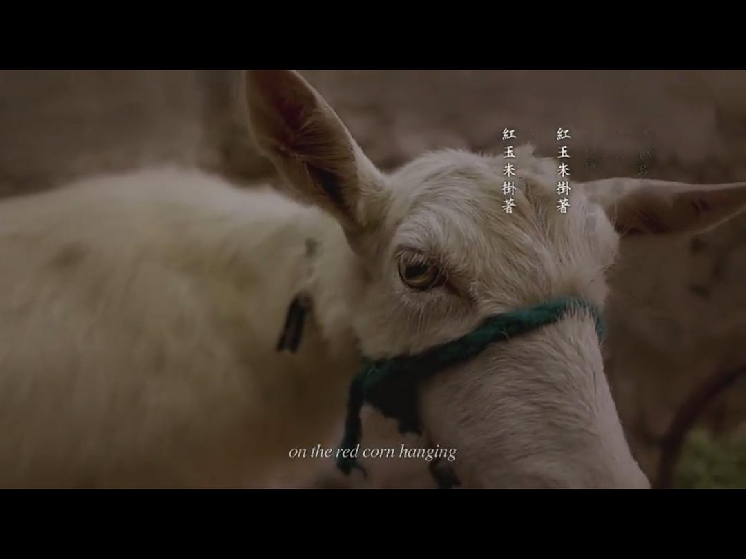 他们在岛屿写作：如歌的行板 他們在島嶼寫作：如歌的行板