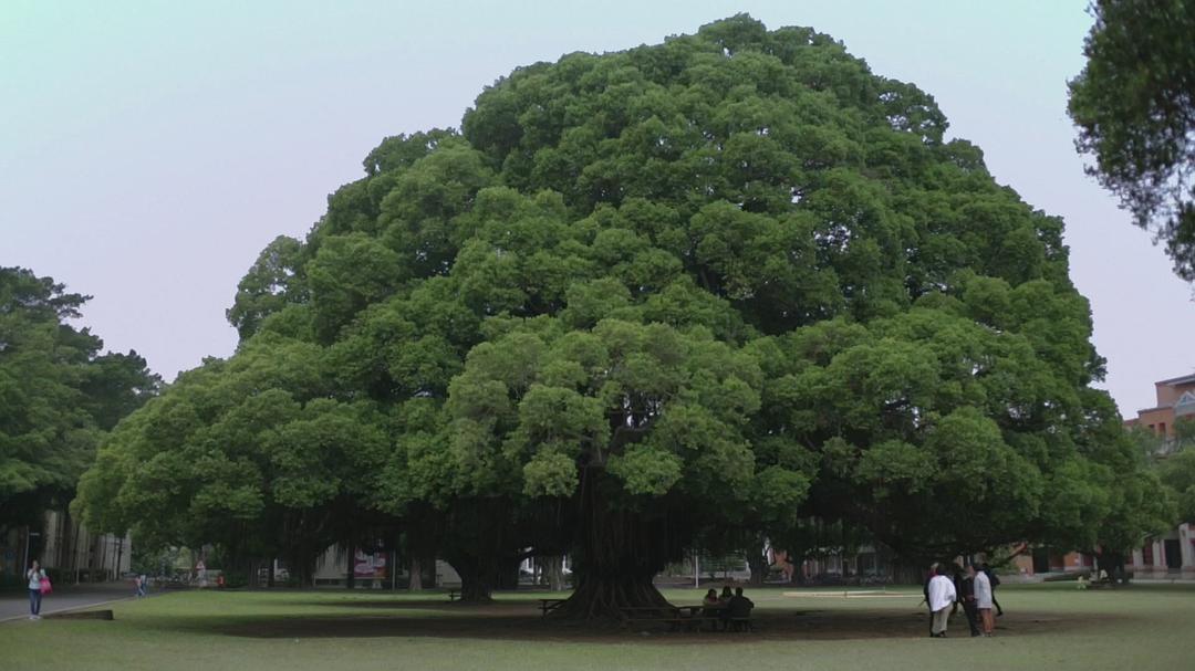 他们在岛屿写作：如歌的行板 他們在島嶼寫作：如歌的行板