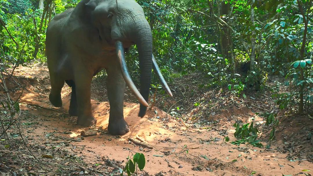 贝尔蒂·格雷戈里：与动物零距离 Animals Up Close with Bertie Gregory
