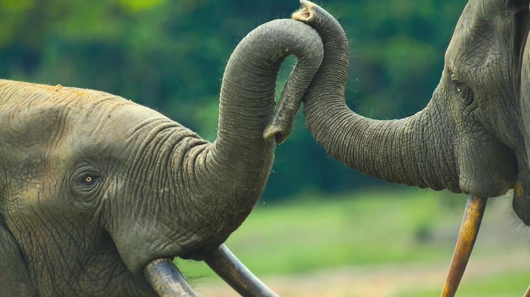 贝尔蒂·格雷戈里：与动物零距离 Animals Up Close with Bertie Gregory