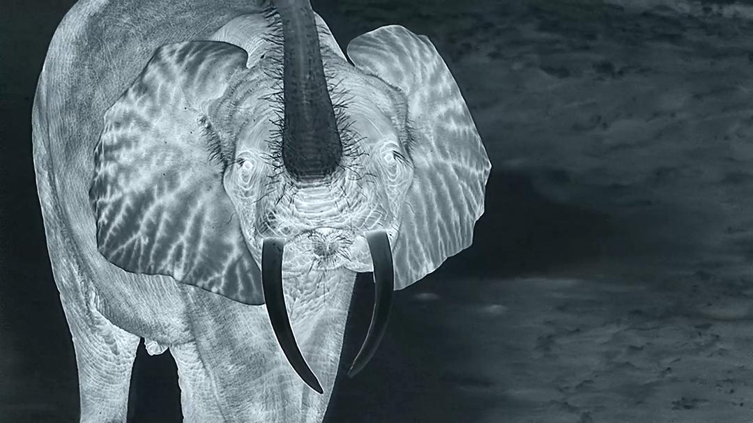 贝尔蒂·格雷戈里：与动物零距离 Animals Up Close with Bertie Gregory