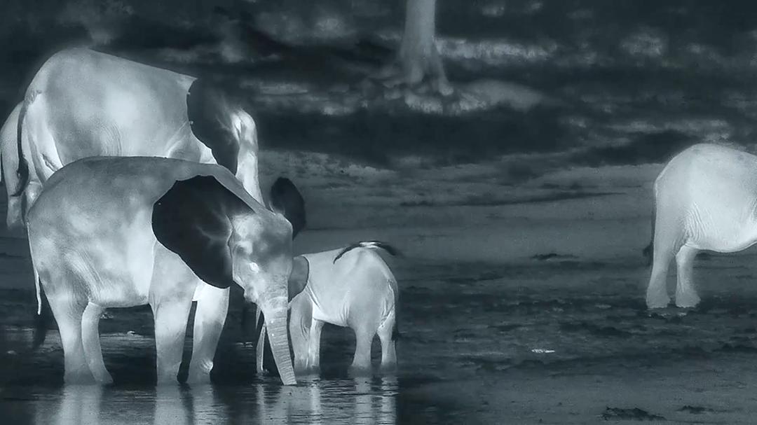 贝尔蒂·格雷戈里：与动物零距离 Animals Up Close with Bertie Gregory