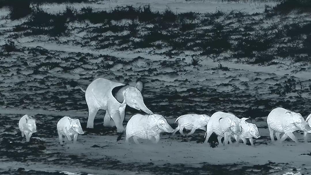 贝尔蒂·格雷戈里：与动物零距离 Animals Up Close with Bertie Gregory