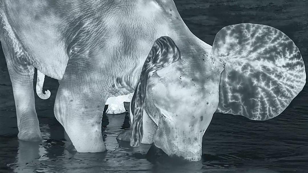 贝尔蒂·格雷戈里：与动物零距离 Animals Up Close with Bertie Gregory