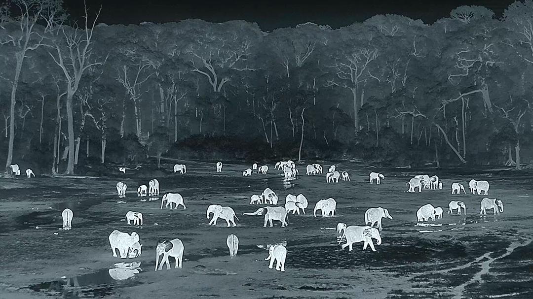 贝尔蒂·格雷戈里：与动物零距离 Animals Up Close with Bertie Gregory