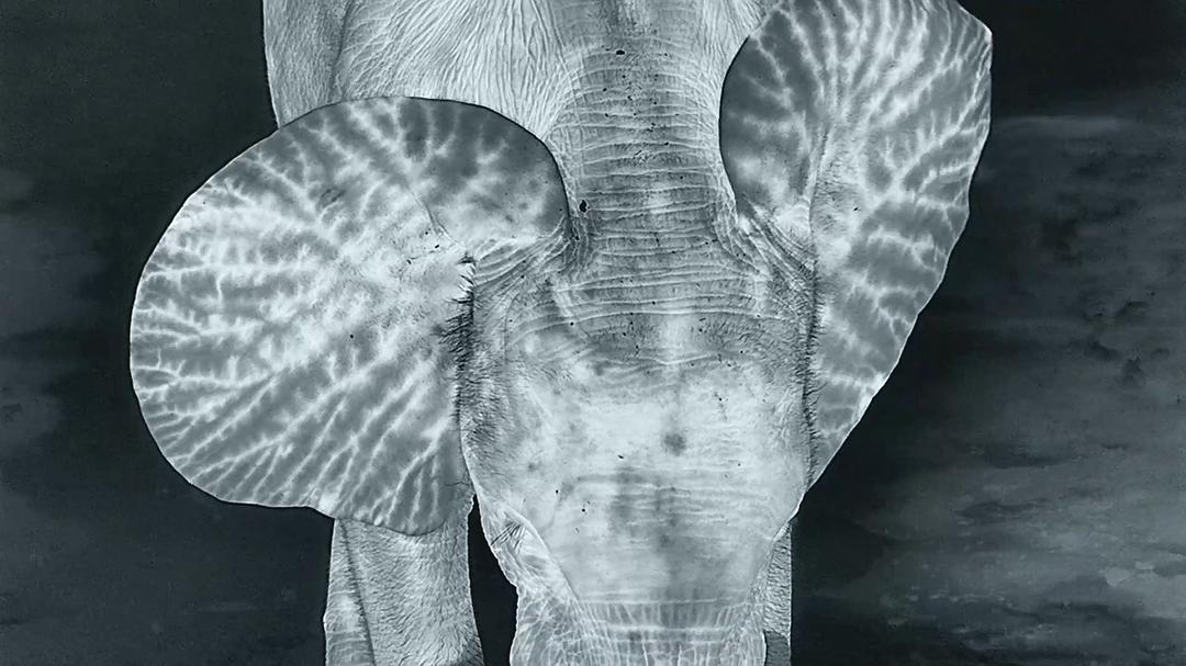 贝尔蒂·格雷戈里：与动物零距离 Animals Up Close with Bertie Gregory