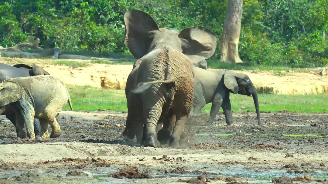 贝尔蒂·格雷戈里：与动物零距离 Animals Up Close with Bertie Gregory