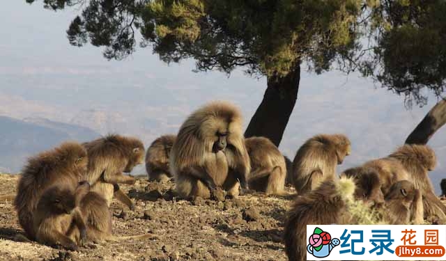 国家地理灵长类动物纪录片《爱上狮尾狒 Cliffhangers》全3集 标清纪录片资源百度云盘下载