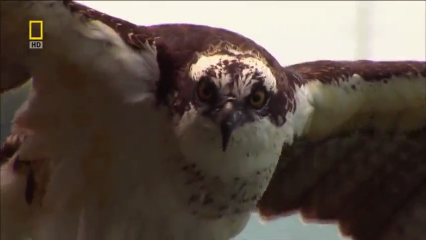 国家地理：21世纪鲨鱼 National Geographic 21st Century Shark