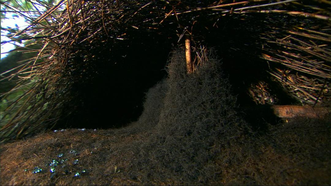 自然世界：动物之家 The Natural World: Animal House