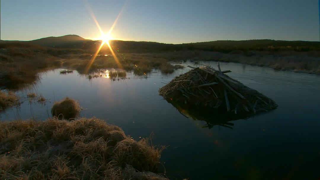 自然世界：动物之家 The Natural World: Animal House