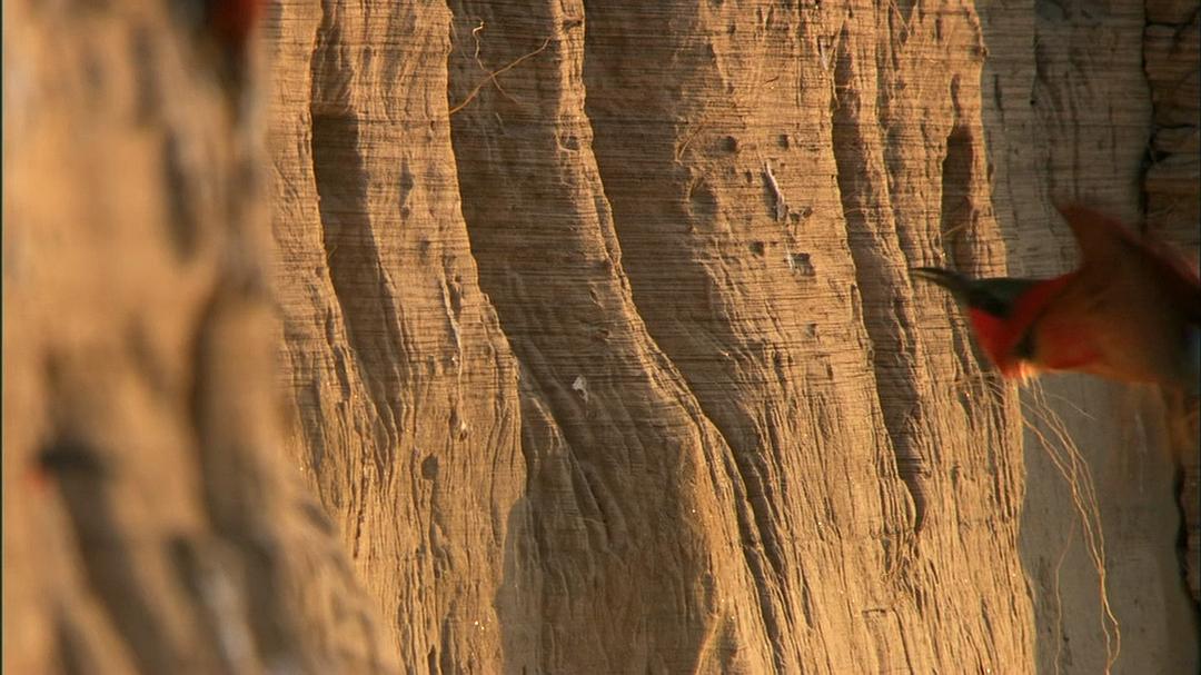 自然世界：动物之家 The Natural World: Animal House