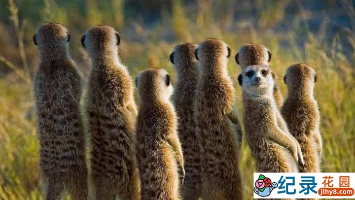 野生动物纪录片《王朝：狐獴特辑 Dynasties: Meerkat Special》全1集 4K/1080P高清纪录片资源百度云盘下载