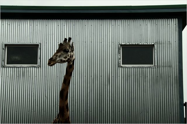 静观百兽 Bestiaire