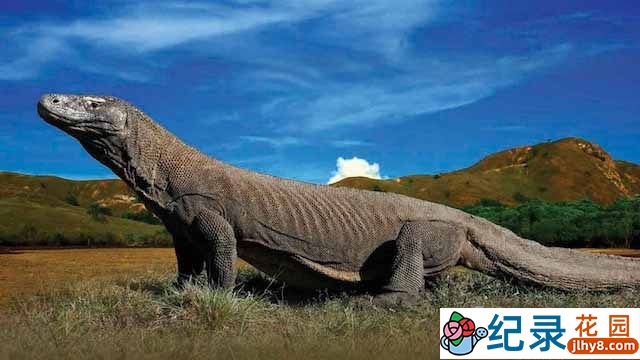 央视科莫多巨蜥纪录片《毒液岛》全1集 720P/1080i高清纪录片资源百度云盘下载