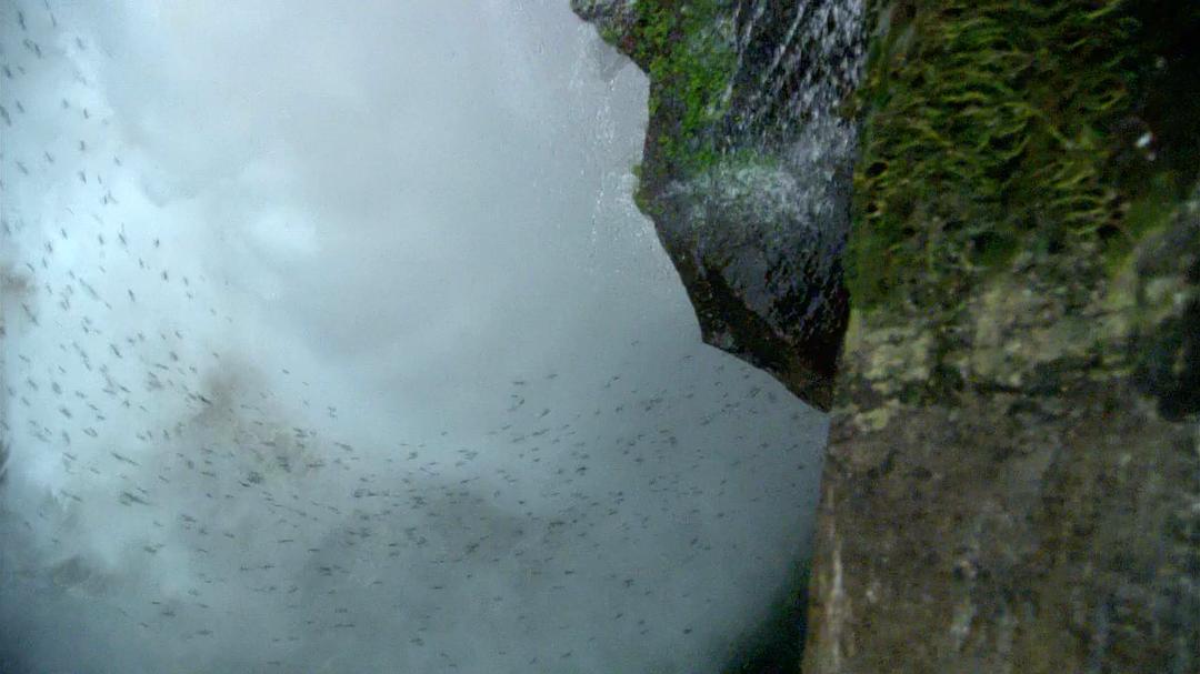 白钻石 The White Diamond