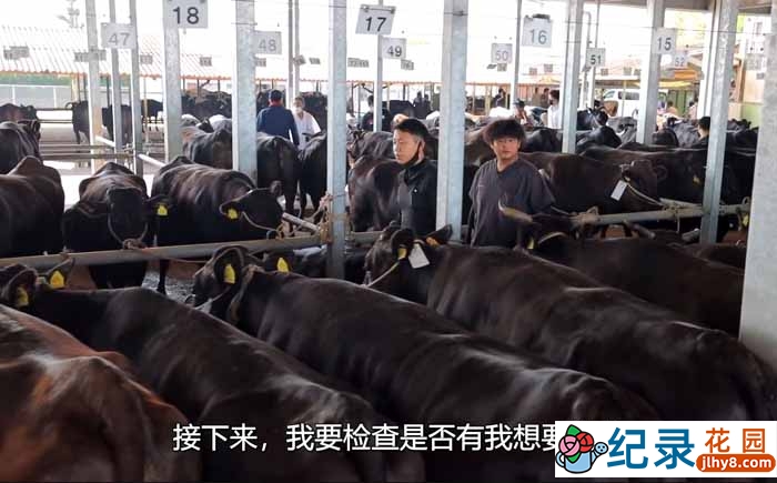 低欲望社会日本真实生活系列纪录片《牛奶棚员工日常的一天》全1集中字 1080P自媒体解说素材百度云盘下载