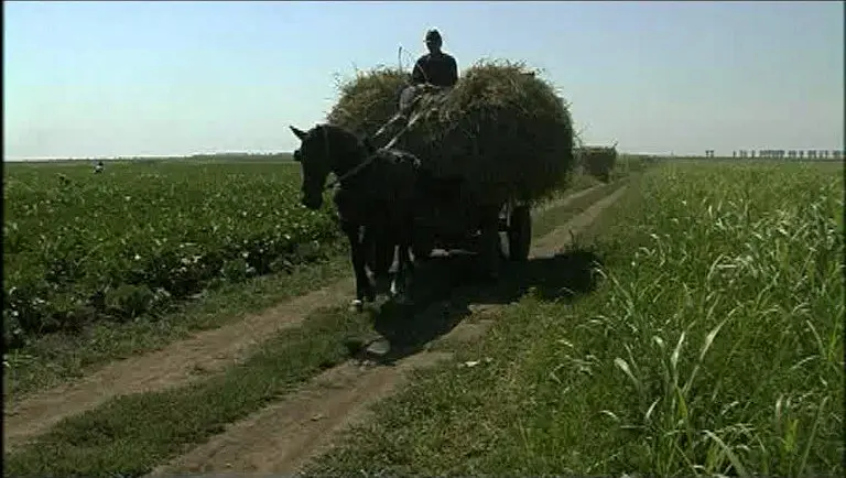 我们喂养世界 We Feed the World