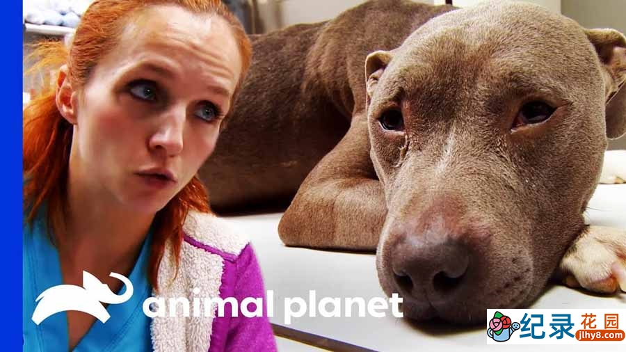 动物救治纪录片《热血兽医师 Dr. Jeff：Rocky Mountain Vet》第7季全13集中字 纪录片解说素材百度云盘下载 1080P/MP4/31.4G