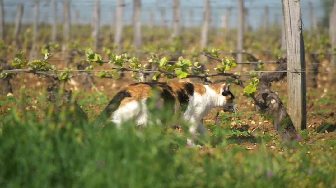 葡萄酒进瓶的那些事 SOMM: Into the Bottle