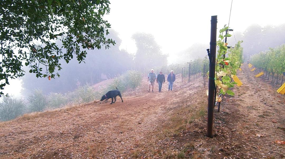 葡萄酒进瓶的那些事 SOMM: Into the Bottle