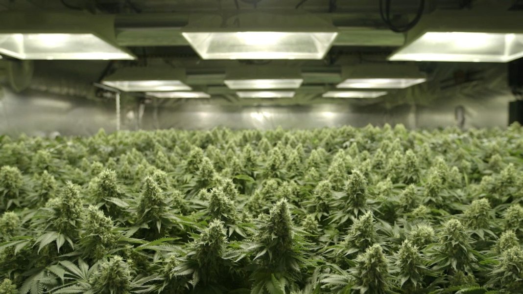 卷烟纸 Rolling Papers