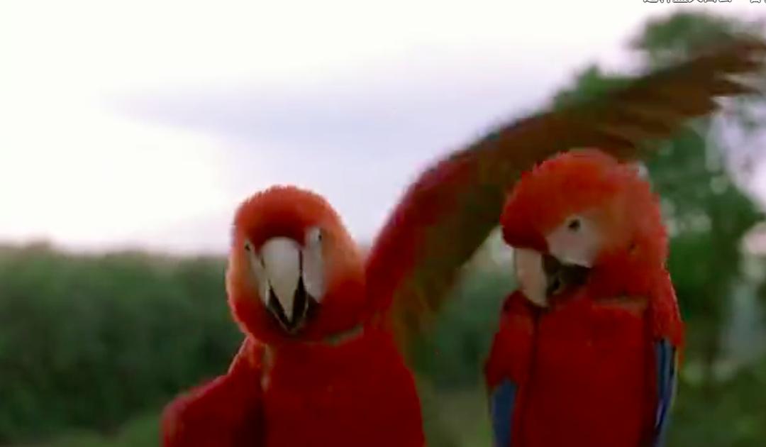 迁徙的鸟 Le peuple migrateur