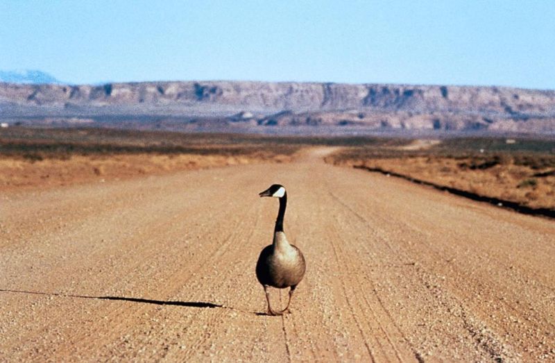 迁徙的鸟 Le peuple migrateur