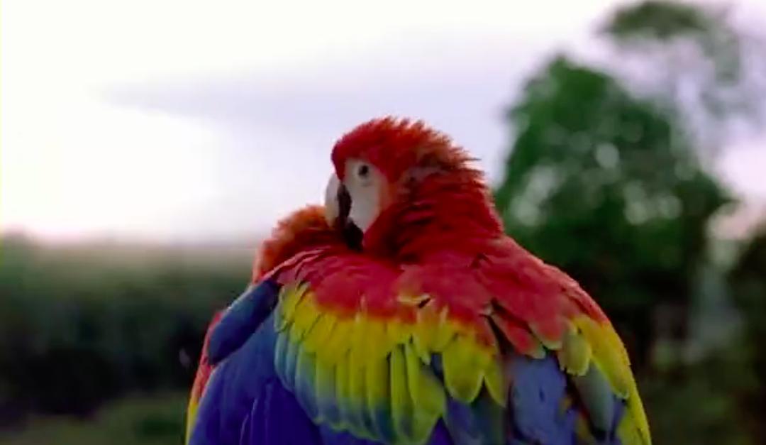 迁徙的鸟 Le peuple migrateur