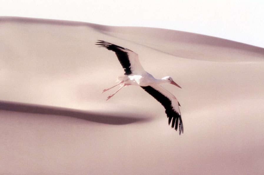 迁徙的鸟 Le peuple migrateur