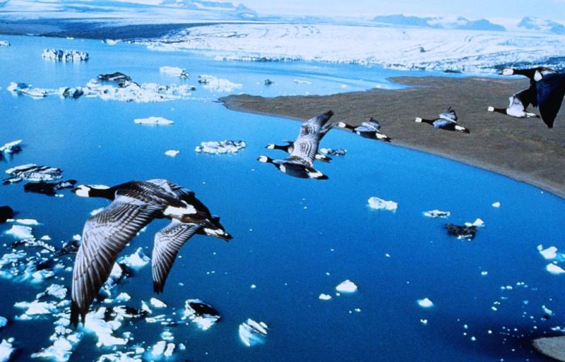 迁徙的鸟 Le peuple migrateur