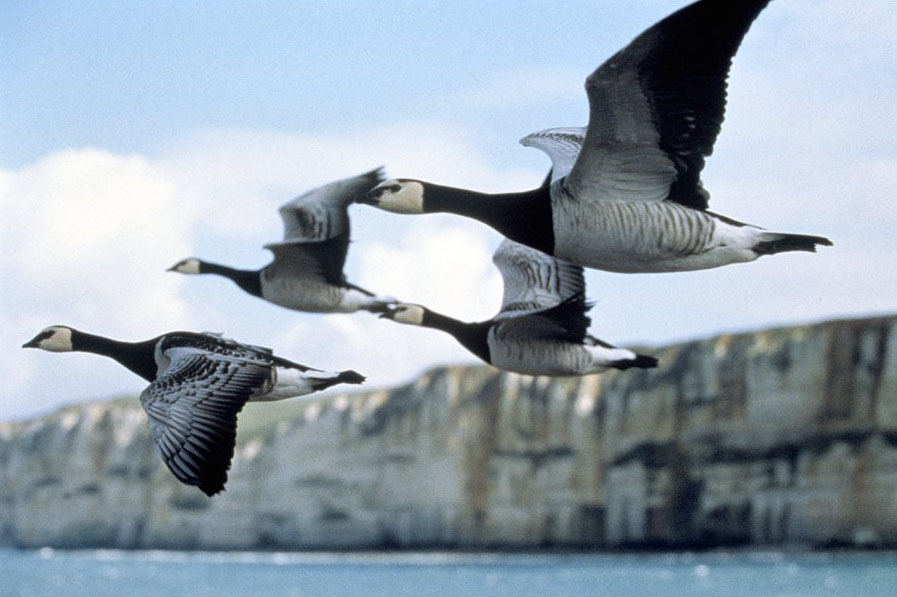 迁徙的鸟 Le peuple migrateur