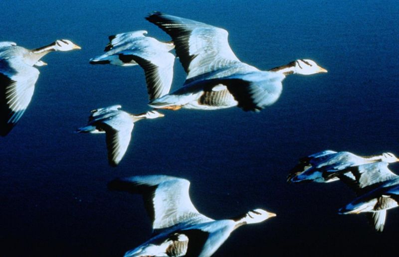 迁徙的鸟 Le peuple migrateur