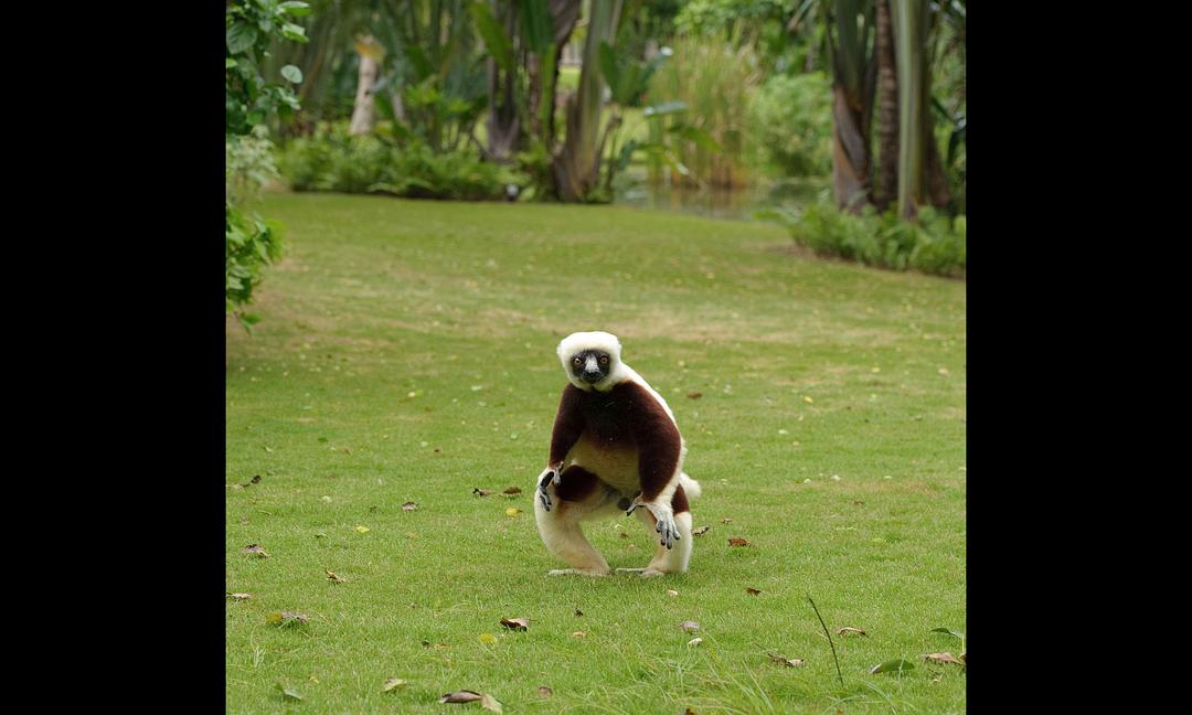 马达加斯加：狐猴之岛 Island of Lemurs: Madagascar