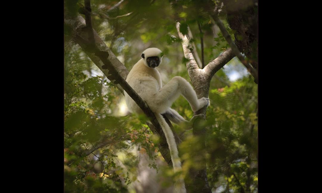 马达加斯加：狐猴之岛 Island of Lemurs: Madagascar