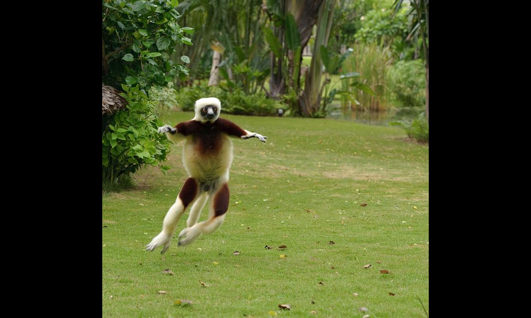 马达加斯加：狐猴之岛 Island of Lemurs: Madagascar