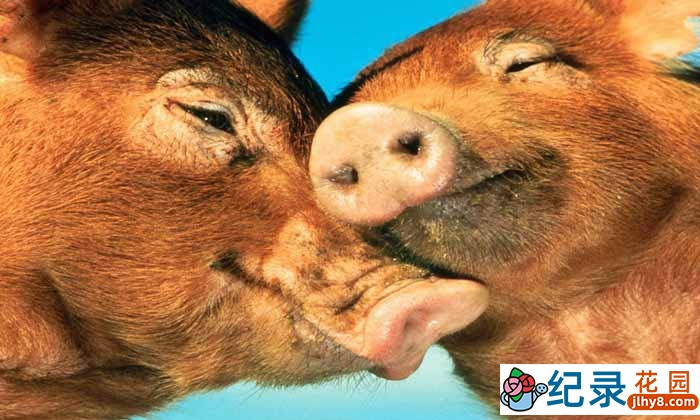 生命探索纪录片《恋爱中的动物们 Animals in Love》全1集 720P/1080i高清纪录片百度云下载